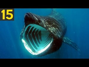 15 Most SCARY Shark Species