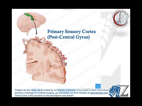 Brain Anatomy (8): Cortical Mapping (1): Sensory Cortex