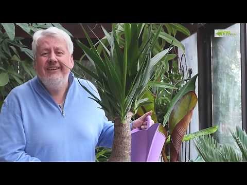 Le rempotage du Yucca