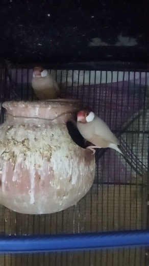 Fawn Java breeder pair ready to breed