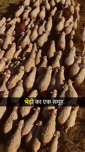 लीडरशिप #networkmarketing #mlm #directselling #success #viral #motivation #dileepparmar #motivation #ssprcmwwq | Dileep Parmar