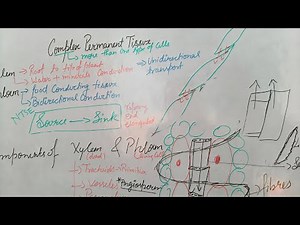 Plant ComplexPermanent Tissue – Xylem and Phloem |Functions, Structure & Differences | Biology #9th