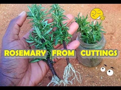 How to easily grow Rosemary from cuttings