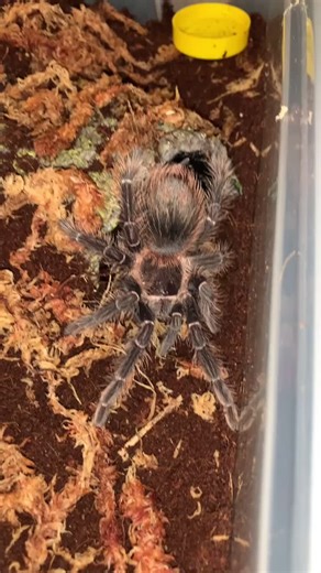 Tarantula Enclosure Setup for Brazilian Salmon Pink Birdeater