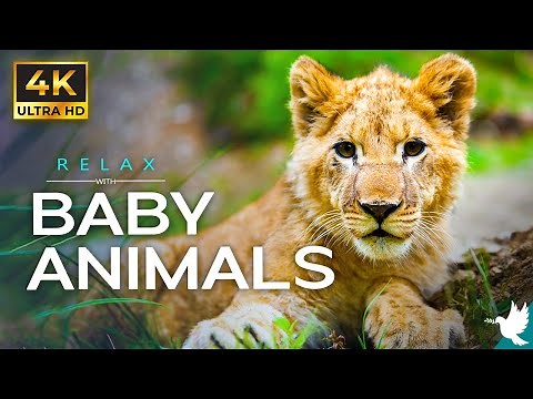 11 Hours of Baby Animals Live Stream | Relax, Sleep with ambient piano music and cute baby animals.