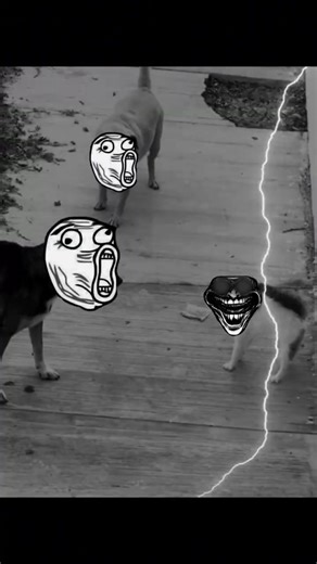 dogs cooked🤡🗿#shorts2026