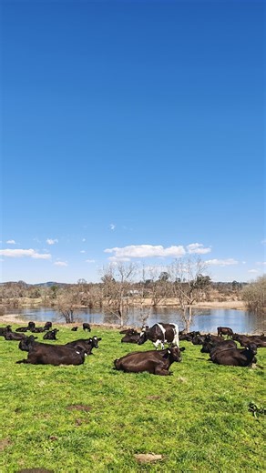 Decadence Dairy on Instagram: "🐮 Chew On This: The Magic of Ruminating If you see a field full of cows lying down looking relaxed and blissful — that’s a very good sign. It means bellies are full of fresh, lush Decadence pastures and everyone is content. But they’re not just chilling... they’re doing something fascinating: ruminating — also known as chewing their cud. Cows are ruminants, which means they have four stomach compartments, including the rumen — the “main fermentation vat” where mil