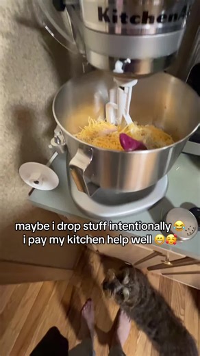 maybe i intentionally drop things when cooking 😂😁🤭 i love my little kitchen helper #cookingtips #dachshunds #fyp #trending #christmasdinner