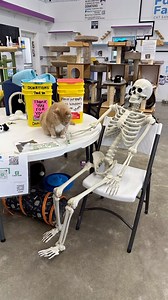 Bone Jangles has always been a huge help to our sanctuary. She gets around! Happy Spooky Season everyone! 💀🐾🎃❤️ #bonejangles #catsanctuary #volunteer #oldest #passion #dedication #catlovers #furball #team #furballfarmcatsanctuary | Furball Farm Cat Sanctuary