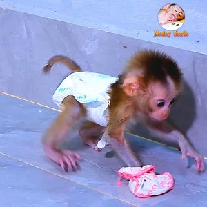 44K views · 945 reactions | Baby monkey Katon is so adorable and Charlie is helping to take care of him. | Monkey Charlie | Facebook