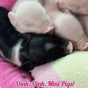 The most perfect pig pile....wouldn't you say? www.oinkoinkminipigs.com #reserveyourminipig #pigs #minipig #oinkoinkminipigs #ampa #minipigsforsale #miniaturepigs #prissy_pig #instababby #petsofinstagram #instapigs #minipigaddiction #minipigs #animaladdicts #pigztagram #pigsgram #piggyloverz123 #babyanimalstagram #amparegisteredbreeder #animalsvideos #pigsarefriendsnotfood | Oink, Oink, Mini Pigs