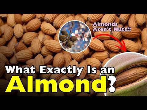 Almonds Aren’t Actually Nuts… So What Are They? [ID0918]