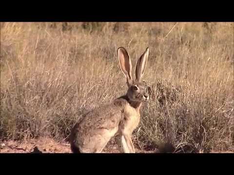 A REALLY BIG JACKRABBIT !!!!!!!!!