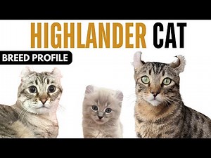 Highlander Cat Breed Profile History - Price - Traits - Highlander Cat Grooming Needs - Lifespan