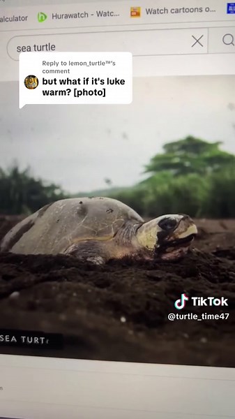 Turtle Time on TikTok