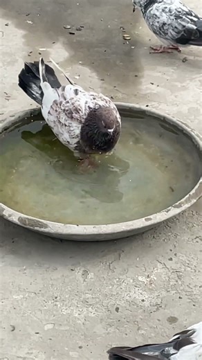 #attitude #kabutarkabutar #youtubeshorts #vedio_अच्छा_लगेगा_तो_लाइक_सब्सक्राइब_कर_दीजिएगा