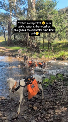 Pack Goats Australia on Instagram: "Crossing the Crooked River. I was concerned leading up to this about river levels and this ended up being an absolute breeze. I let the boys pick their path across in their own time. Initially I was taking my shoes off for every crossing, but I found it to be safer crossing with my boots on. Wet feet for a whole day isn't great, but if there's 10 river crossings, at least you have nice cool toes! #packgoatsaustralia #packgoat #goat #goatsofinstagram #hiking #n