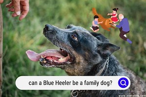 Can A Blue Heeler Be A Family Dog? (The TRUTH) - OodleLife®