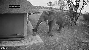 239 reactions · 150 shares | Caught on tape! Elephant caught picking up and throwing out trash in the garbage | Awesome&Crazy Stuff | Facebook