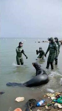 🥹Mother Sea Lion Refuses to Leave Her Baby #heartwarming #rescue