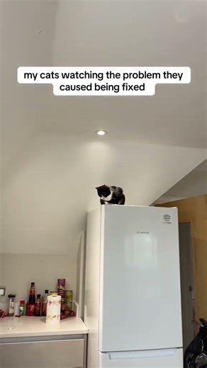 just watching so we can break it again … #cat #cats #kitten #kittens @allthingstuxedo