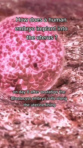 how does a human embryo implant into the uterus #infertility #implantation #embryo #ivf #foryour #yourpage #xyzbca