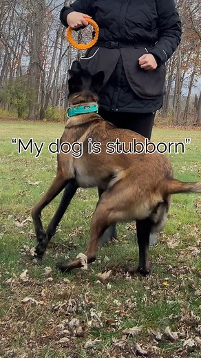The definition of stubborn is: “Having or showing determination not to change one’s attitude or position on something, especially in spite of good arguments or reasons to do so.” So before we label a dog as stubborn, consider whether they might actually be… 🔻 Confused Maybe the cue isn’t clear, or we changed something without realizing it. Or maybe we asked for something too quickly — dogs don’t generalize information the way we do. 🔻 Overwhelmed There may be too many distractions, too much pr