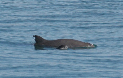 This critically rare porpoise may soon vanish