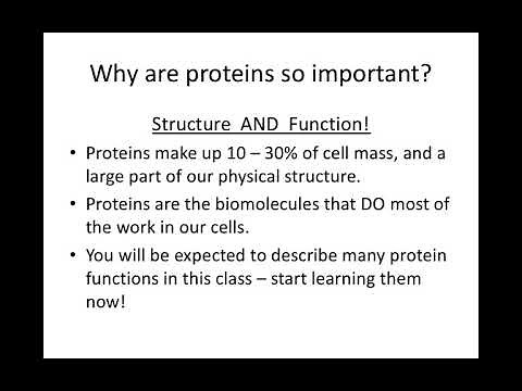 Proteins and Enzymes