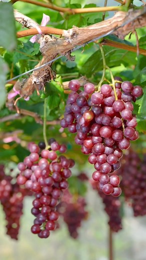 10K views · 147 reactions | Red Cardinal Grape, 3 cuttings for P100! Nasa 8 months mag bunga. Cuttings will be packed and shipped going to Happy Farmer from Kalibo, Aklan. Message us to order yours.  | Bing-Bong's Integrated Farm | Facebook