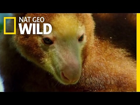 Kangaroos...in Trees? | Paradise Islands