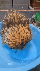 100K views · 2.5K reactions | Owl videos Cute owls Owl sounds Owl...
