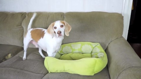 Giant Rubber Ducky Prank Has Dog Completely Fooled