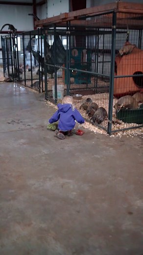 Fun after school! So excited for halloween tomorrow! #zookeeperlife #isabellaandfriends #zookeeper #youngentrepreneur #FYP #foryoupage #exoticanimals #animalsoftiktok #northernmichigan #zookeepersoftiktok #zooanimals #feedingtime #monkeys #coatis #lemurs