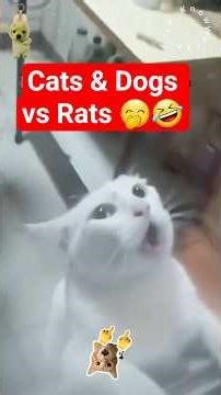 Crazy Cats & Dogs Moments 2026 😂🤣 #funnycats #cat #video