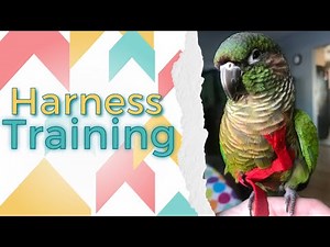 Harness Training | Training Tutorial