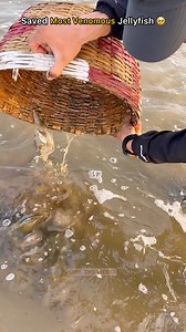 69K views · 473 reactions | Saved 100+ most venomous jellyfish 梁 #jellyfish #sea #ocean #animals #trend | Nomadbogati | Facebook