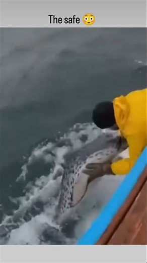 Stephan on Instagram: "In 1953, MGM released Cobs and Robbers, a short that plays with the classic cat and mouse energy the studio was known for at the time. It was directed by Tex Avery, whose style leaned heavily on fast pacing, exaggerated motion and jokes that landed before you even had time to process them. The story follows a gang of cornfield crows who spend their days swiping crops from a farmer, only to find themselves outsmarted by a scarecrow that turns out to be much livelier than ex