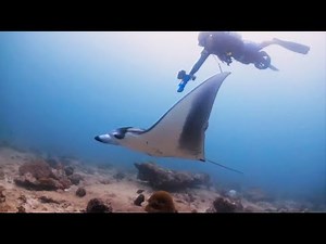 Tauchen mit Mantarochen