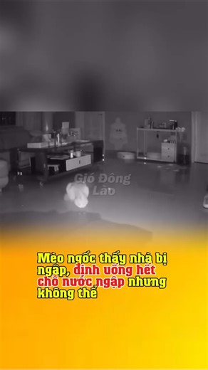 Silly Cat thinks he's the King of the Sea😂 #gio_dong_lao #giodonglao @gio_dong_lao #funny