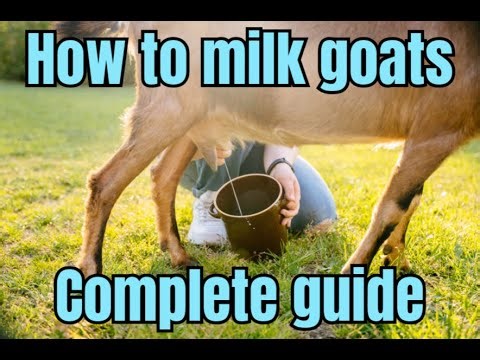 See how we milk goats and how our goat-milking stand makes the job easier