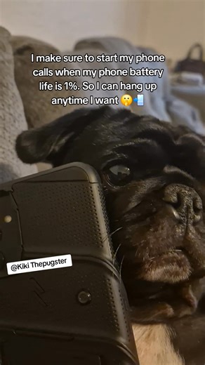 71K views · 1.2K reactions | Bad girl Kiki! She loves calling and hang up after they answer her call  狼 #fblifestyle #naughtygirl #badgirl #OneCallAway #funnydog #pug #petpug #Kiki #instapug #puglife | Kiki Thepugster | Facebook