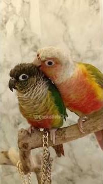 Cute Conures Marble and Goldie's Cute Playtime with me ✨🦜🤩 #cockatielscraze #cutepets