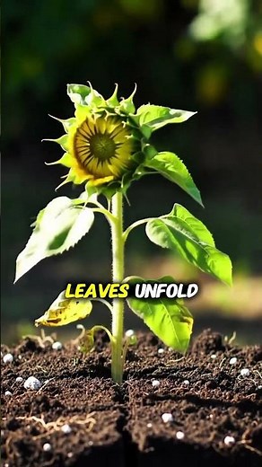 Sunflower Growing in Just 10 Seconds | Stunning Nature Timelapse