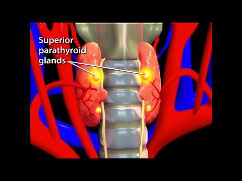 Thyroid Animation