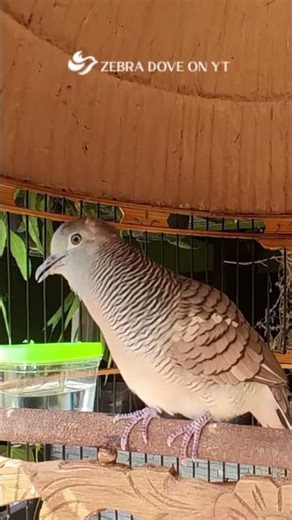 Zebra Dove call Bird sounds for relaxations 61 #birds #birdsounds #birdsoundscape #birdsong #animals