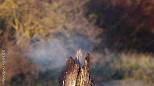Beer bottle explodes and breaks into a thousand pieces, Slow motion shot in nature exterior