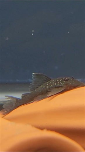 Rare Blue Phantom Plecos Available – Stunning Aquarium Catfish!