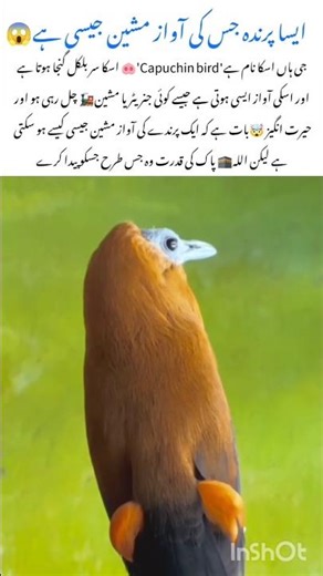 The Bird Sounds Like a Machine #capuchin #naturefacts #nature #wildlife #shorts