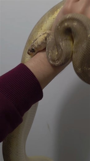 Mango our ☆Pastel Special Hidden Gene Woma Clown☆ ♀️ #reptiles #snakes #ballpython #faroutexotics
